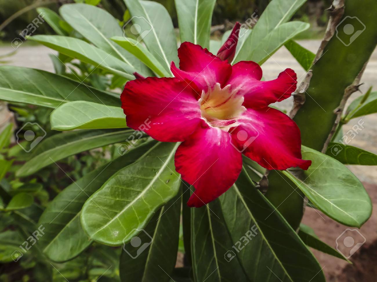 etiam-dictum-ipsum-a-felis