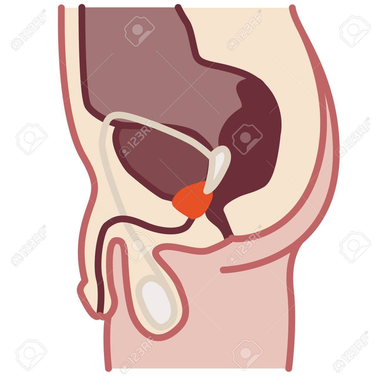 生殖器 前立腺 いくつかの他の臓器と男性骨盤の中央部は 細い線線形図 の写真素材 画像素材 Image