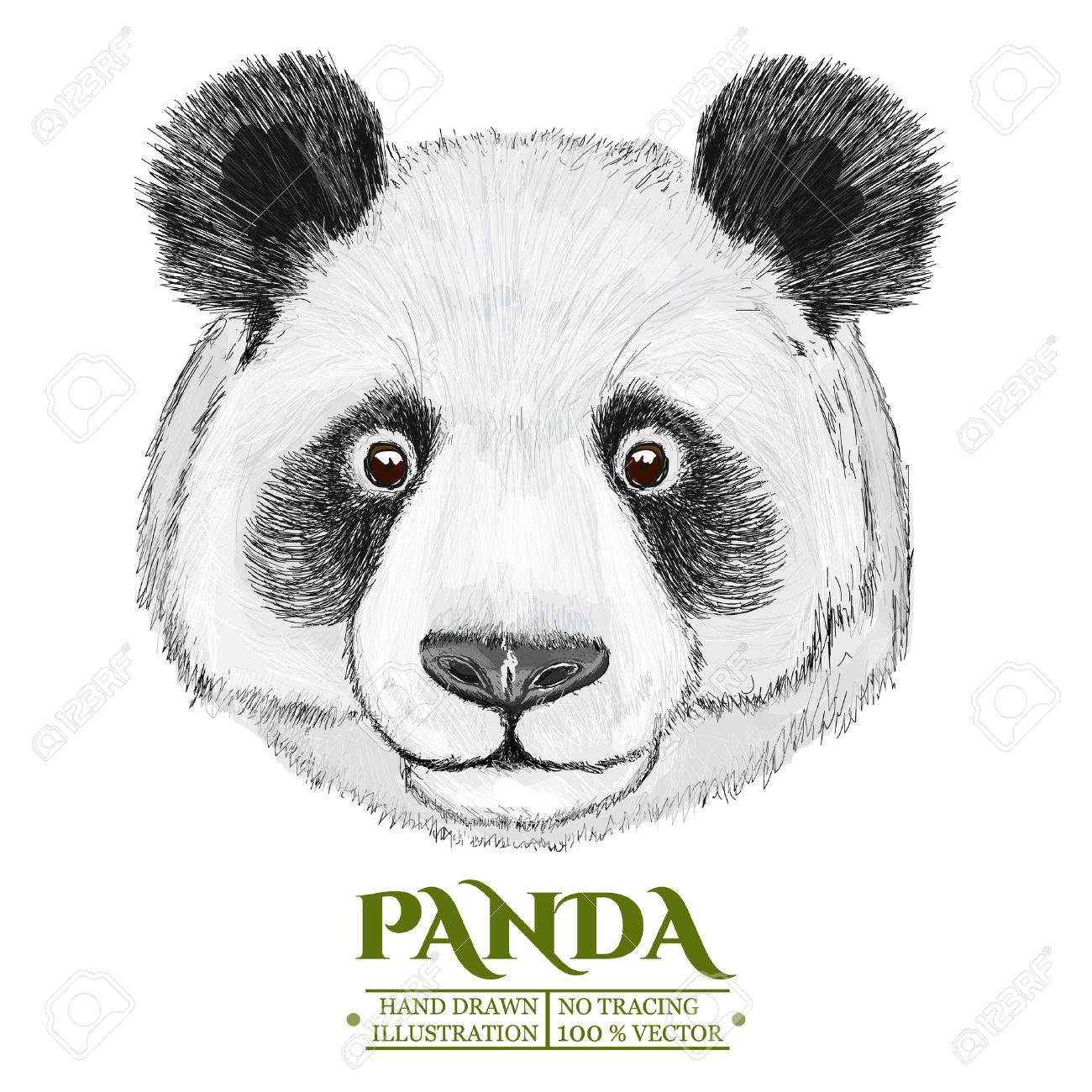 Panda Portrait, Cute Panda Head, Hand Drawn Isolated On White Vector  Royalty Free SVG, Cliparts, Vectors, and Stock Illustration. Image 57463645., image size:1300x1300