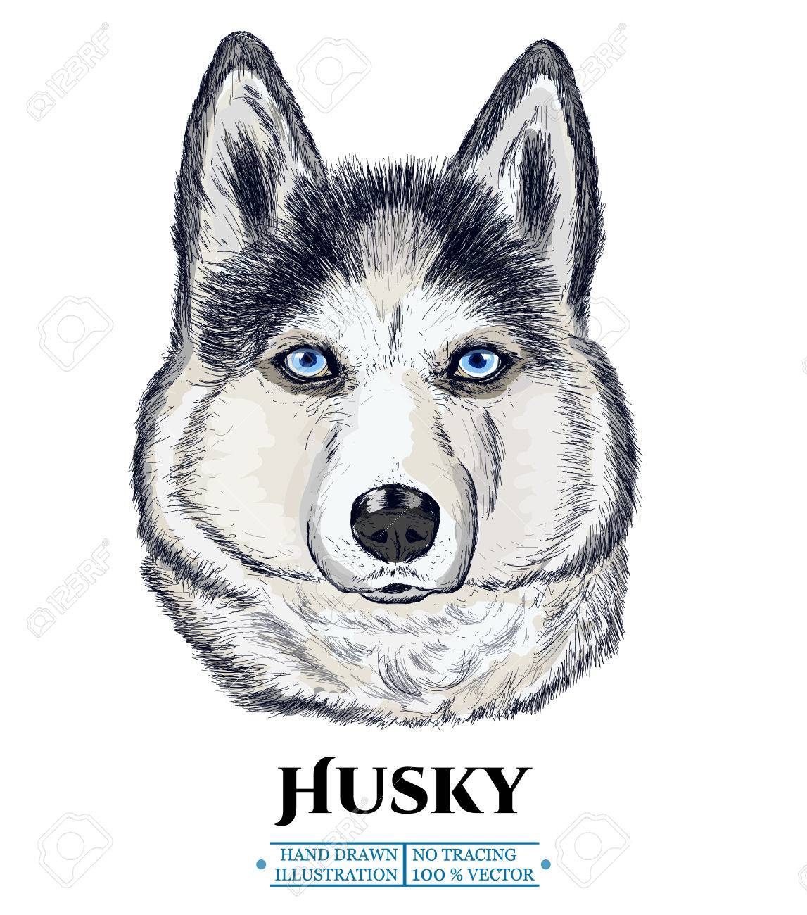 ハスキー犬リアルな肖像画 シベリアン ハスキー 手描き動物ベクトル図 のイラスト素材 ベクタ Image