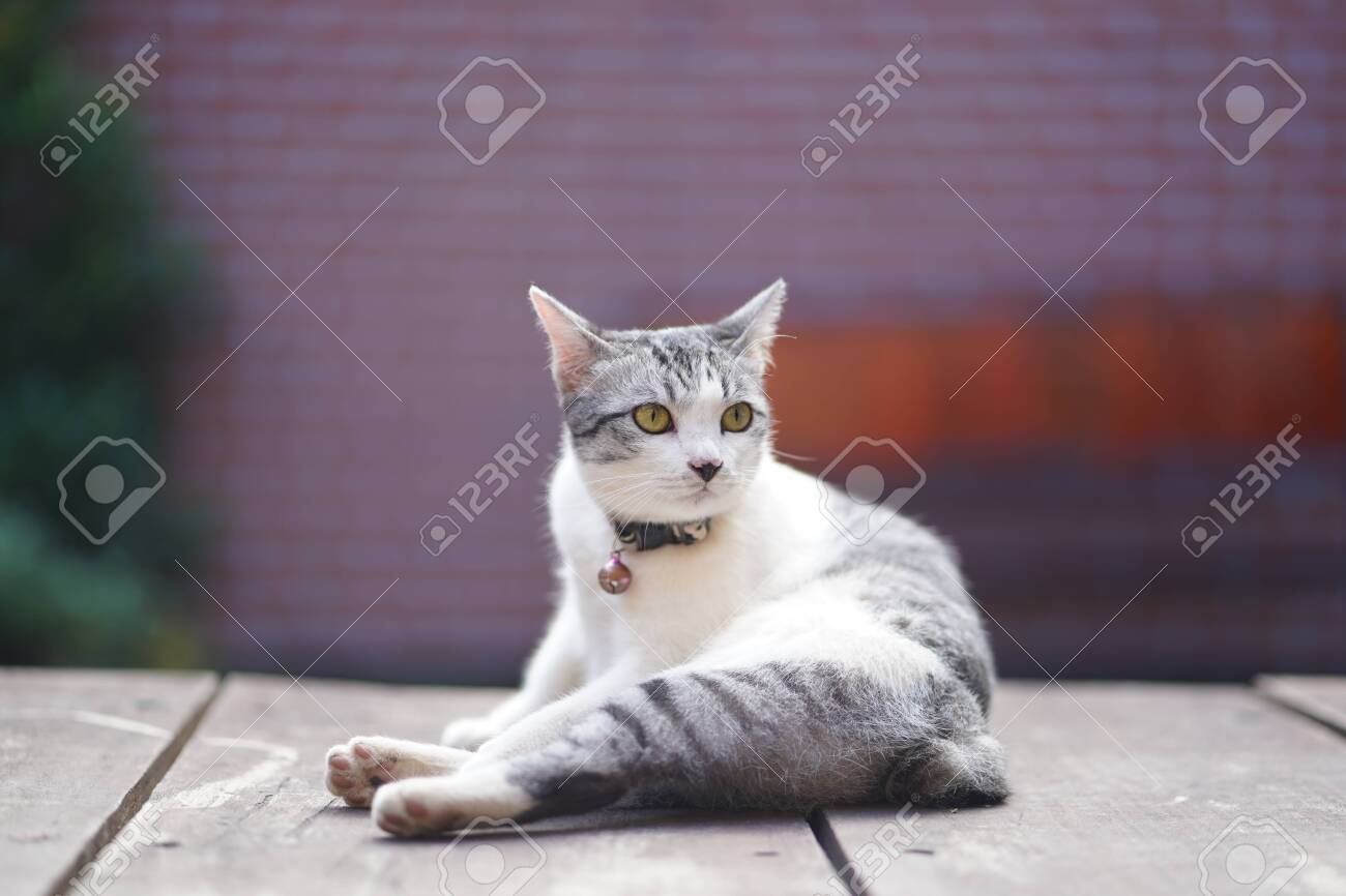 etiam-dictum-ipsum-a-felis