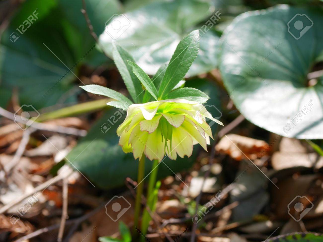 Double Fleur De Rose De Noël