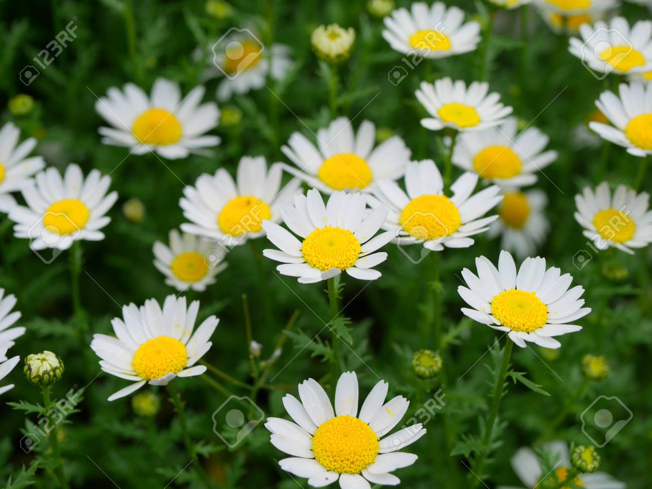 白いマーガレット の写真素材 画像素材 Image