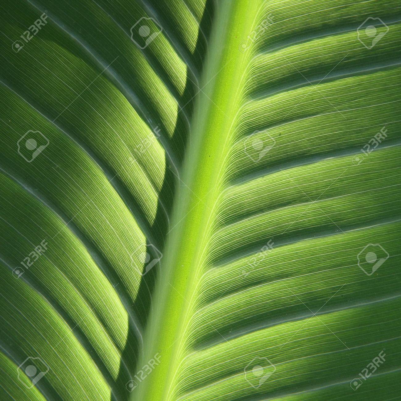 緑の葉は 単子葉植物の静脈リブの構造 の写真素材 画像素材 Image 緑の葉は 単子葉植物の静脈リブの構造 の写真素材 画像素材 Image