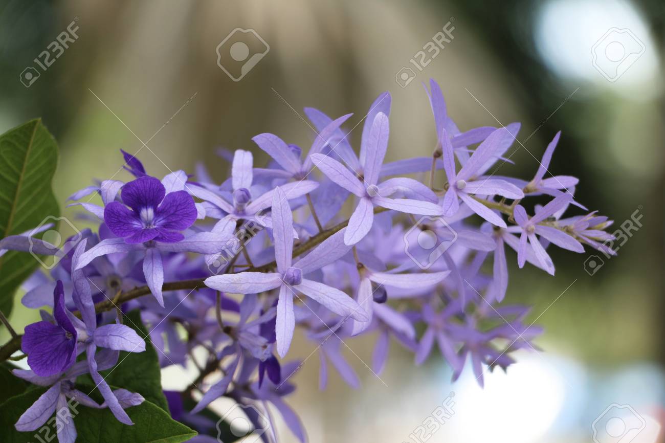 purple wreath sanpaper vine queens wreath flower scientific paper flower scientific name