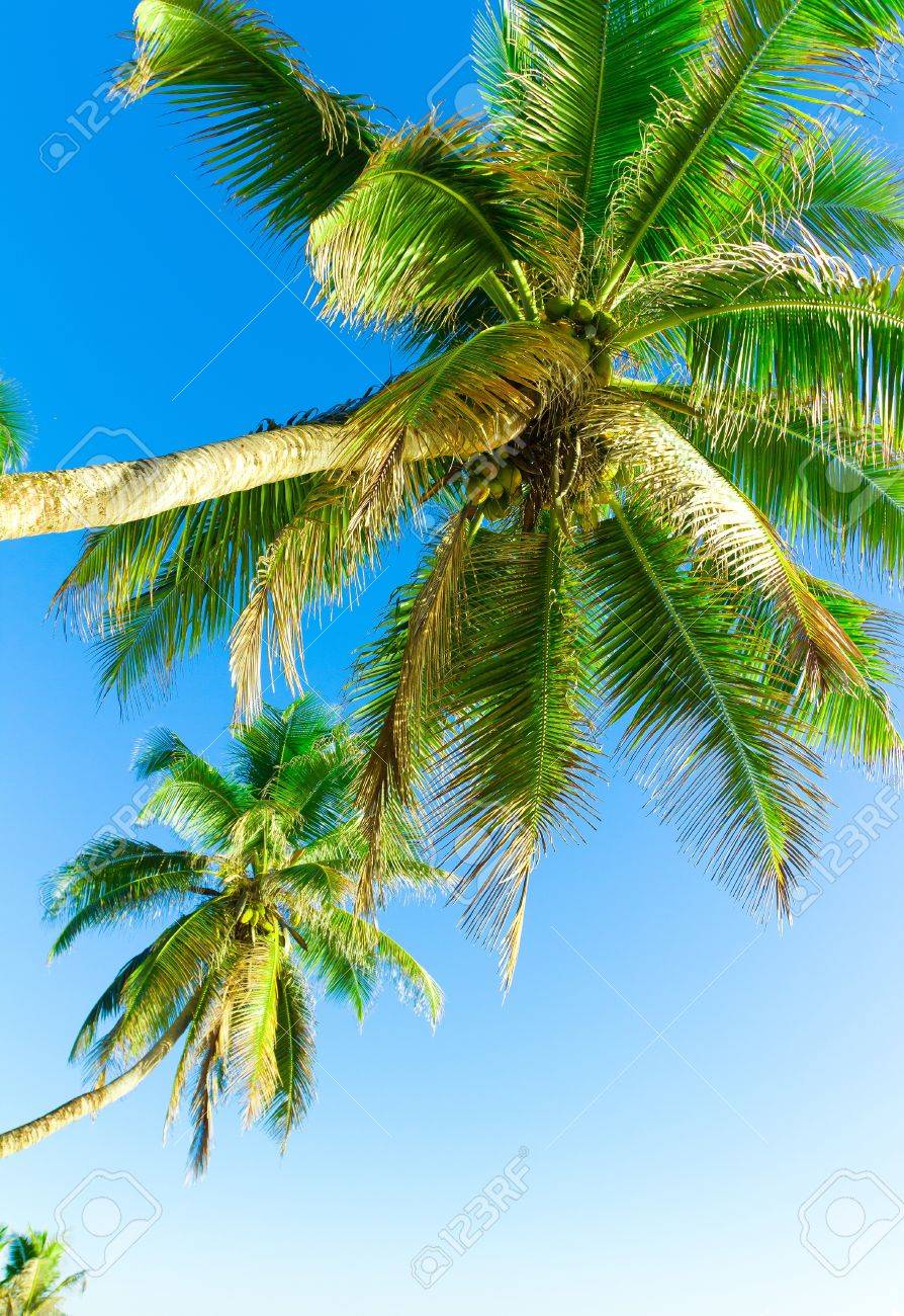 葉ジャングル ヤシの木 の写真素材 画像素材 Image 葉ジャングル ヤシの木 の写真素材 画像素材 Image