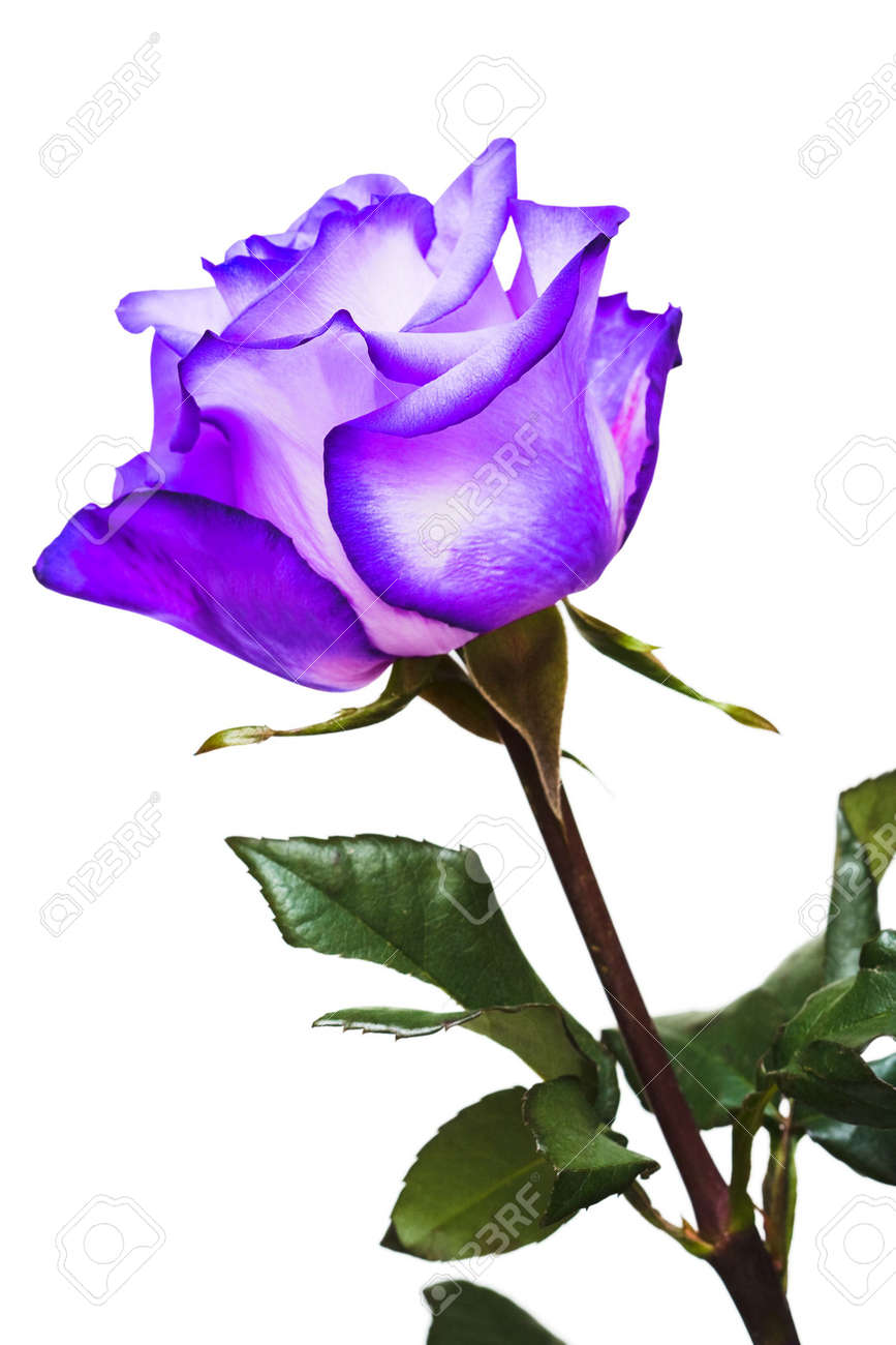 Purple rose white background Purple rose white background