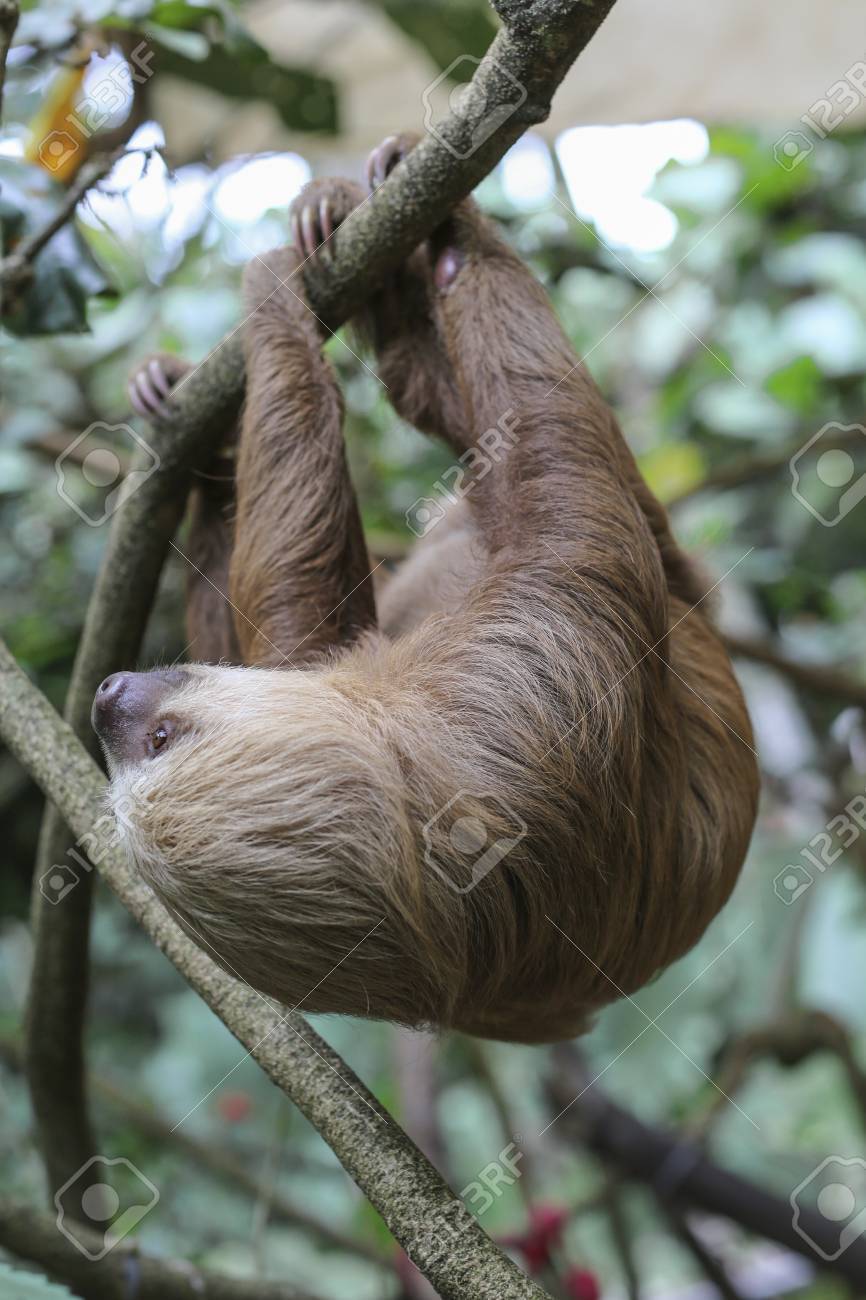 two toed sloth hanging from a branch stock photo picture and