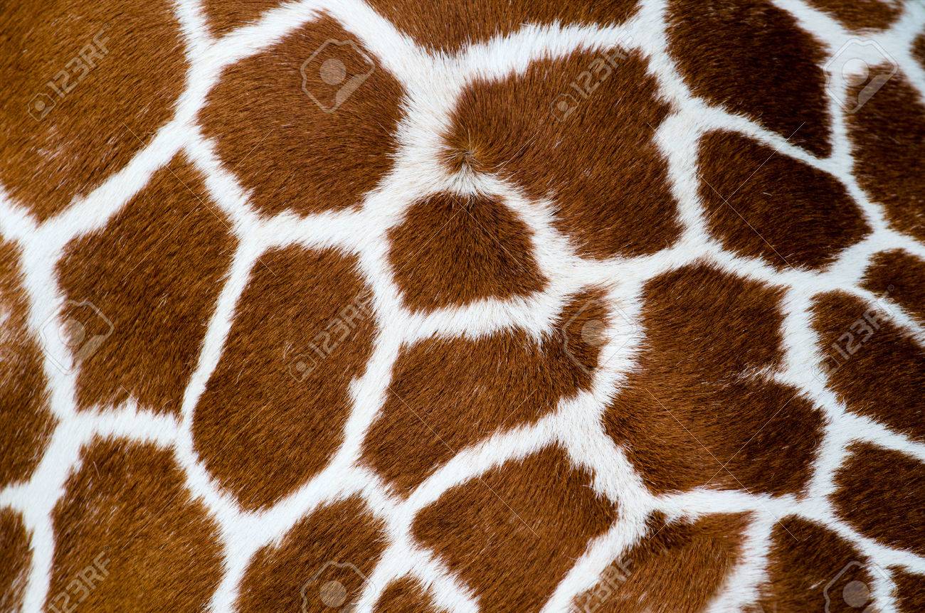 Unique Pattern Of A Giraffe Skin Stock Photo, Picture and Royalty Free  Image. Image 29505012.