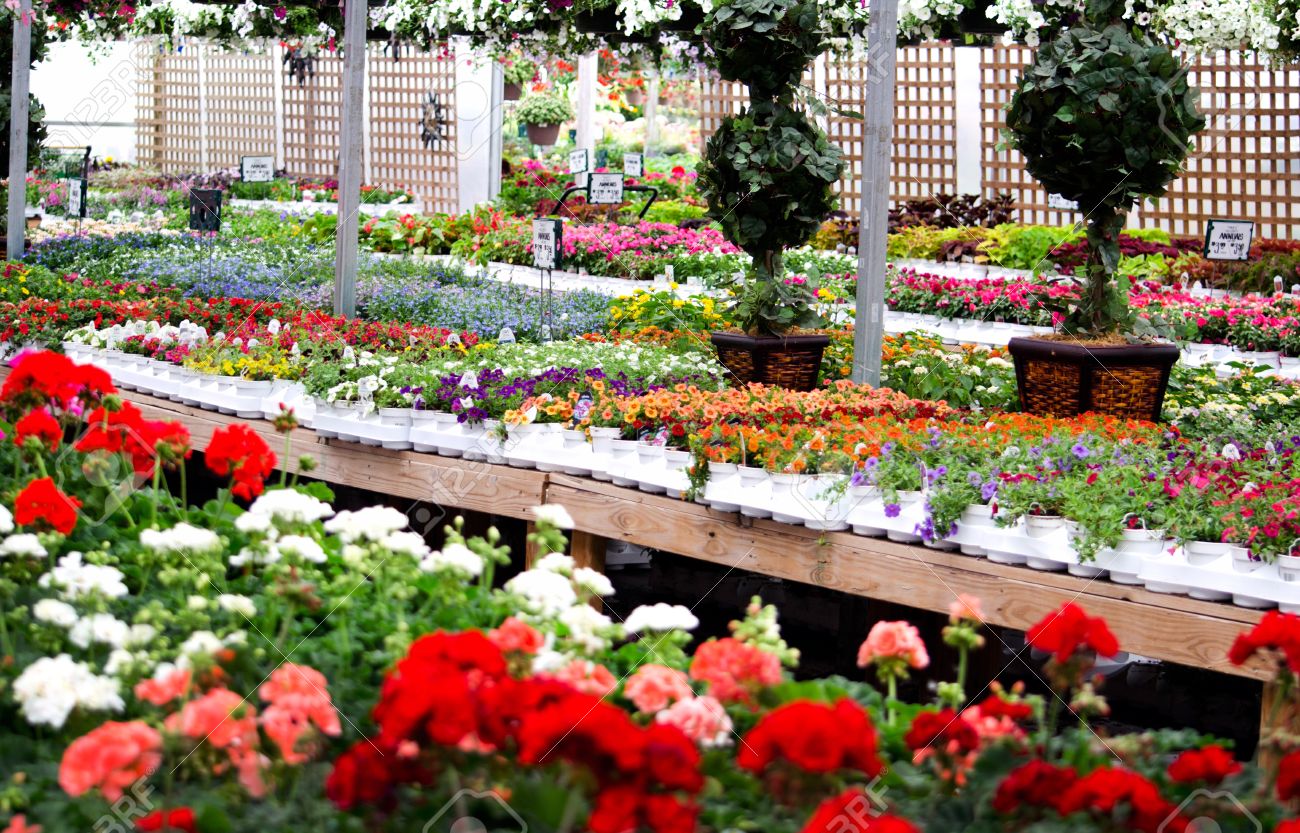 A Colorful Local Plant And Flower Nursery Showcases Bedding Plants