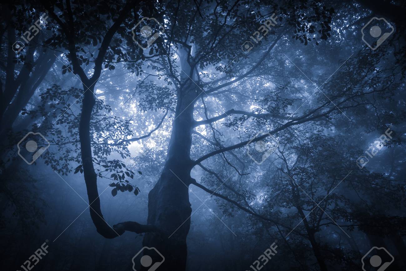 rainy forest background