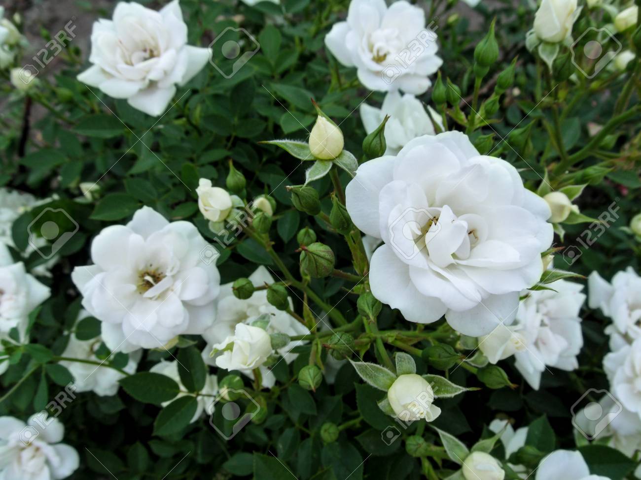 Parade Rose Care: How To Grow Parade Roses In The Garden | Gardening Know  How, image size:1300x975