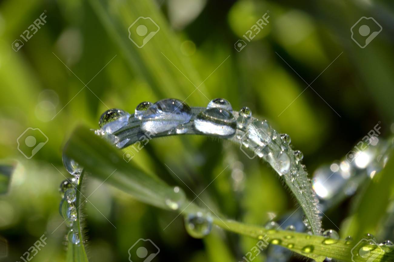aşındırıcı rüya gelecek Beautiful Dew Drops On Grass Leaves Stock Photo, Picture And Royalty Free Image. Image 99352306. aşındırıcı rüya gelecek Beautiful Dew Drops On Grass Leaves Stock Photo, Picture And Royalty Free Image. Image 99352306.