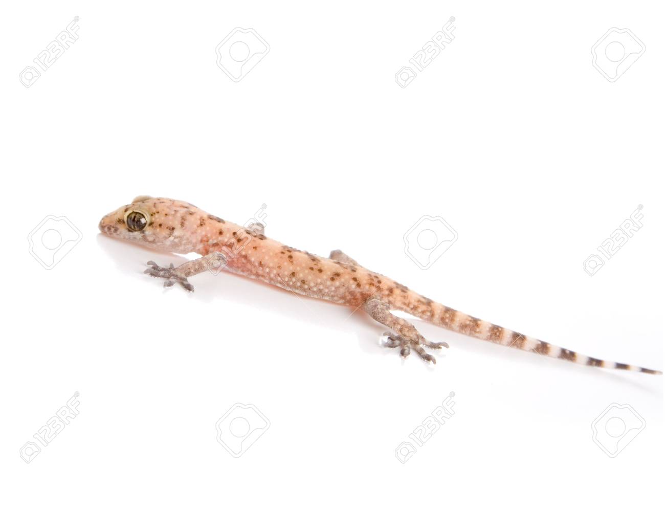 GECO SCARICA