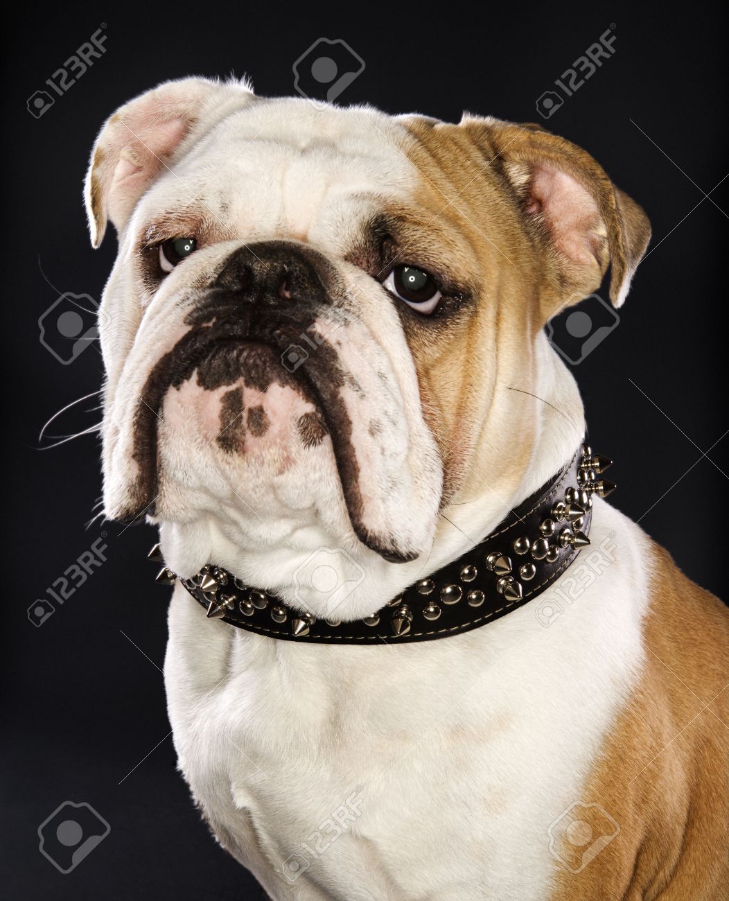 collar bulldog