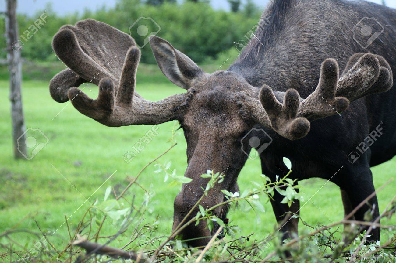 ムースの角（アラスカ） 【公式通販】