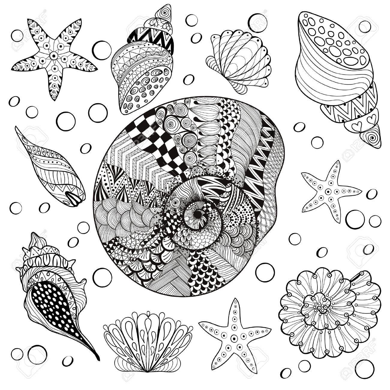 Vector set Sea Shells zentangle shelsl for adult anti stress Coloring pages patterned sea