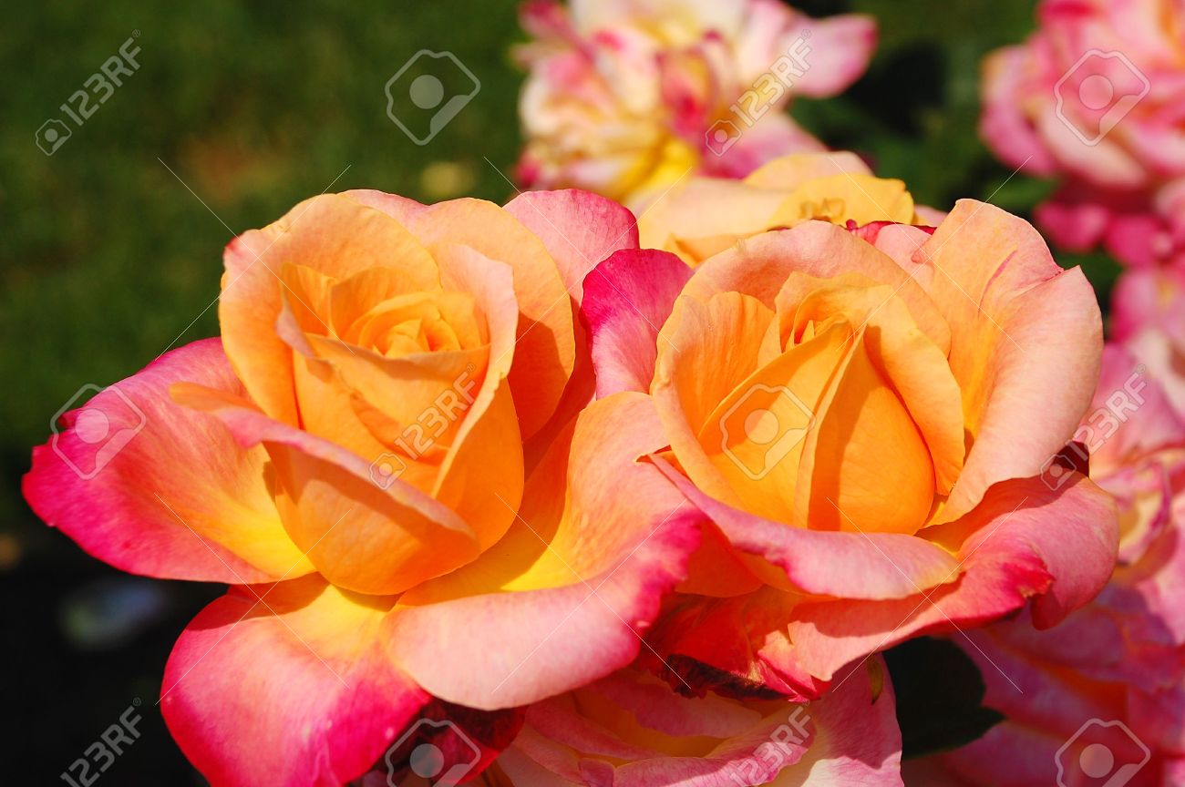 two peach coloured roses