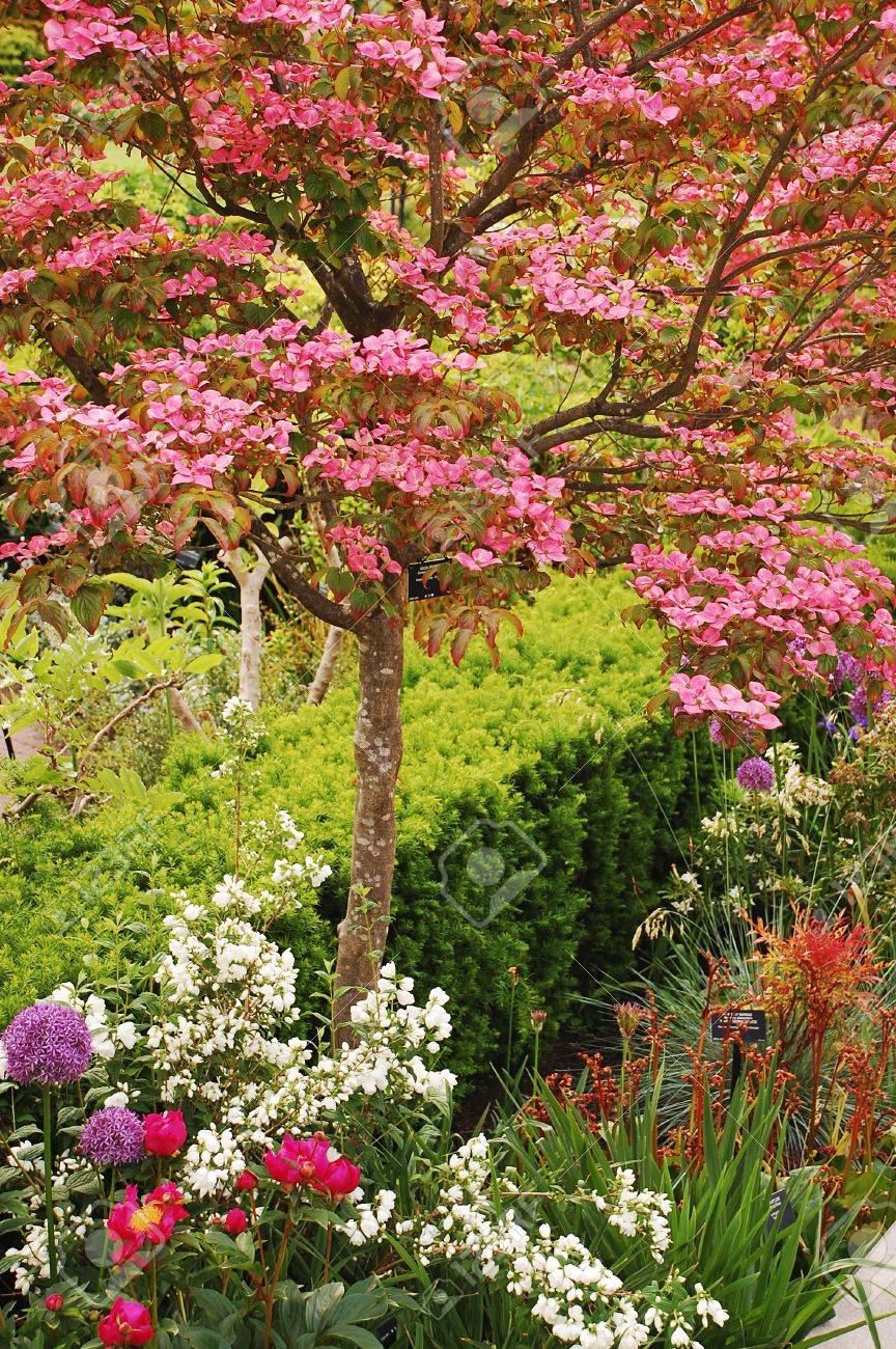 Pink kousa dogwood best sale