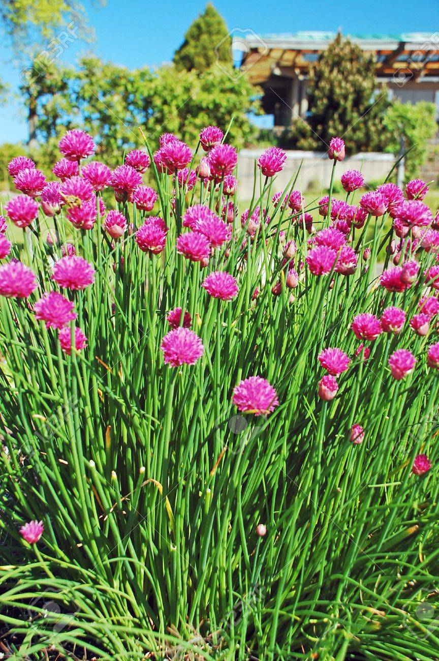 紫ニラの花 の写真素材 画像素材 Image