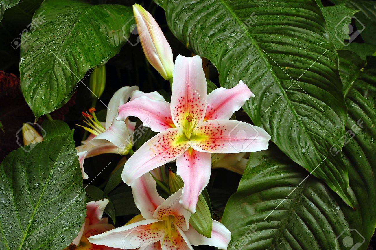 タイガーリリー オニユリ ピンクの花し 葉 の写真素材 画像素材 Image タイガーリリー オニユリ ピンクの花し 葉 の写真素材 画像素材 Image