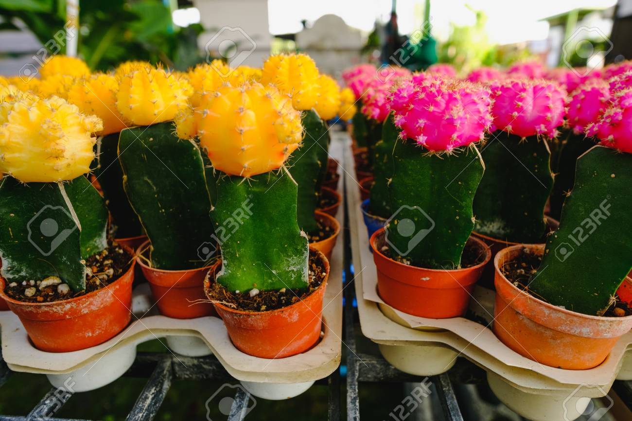 黄色とのサボテンの鉢にピンクのサボテンの花ショップ花市場に バンコク タイ の写真素材 画像素材 Image