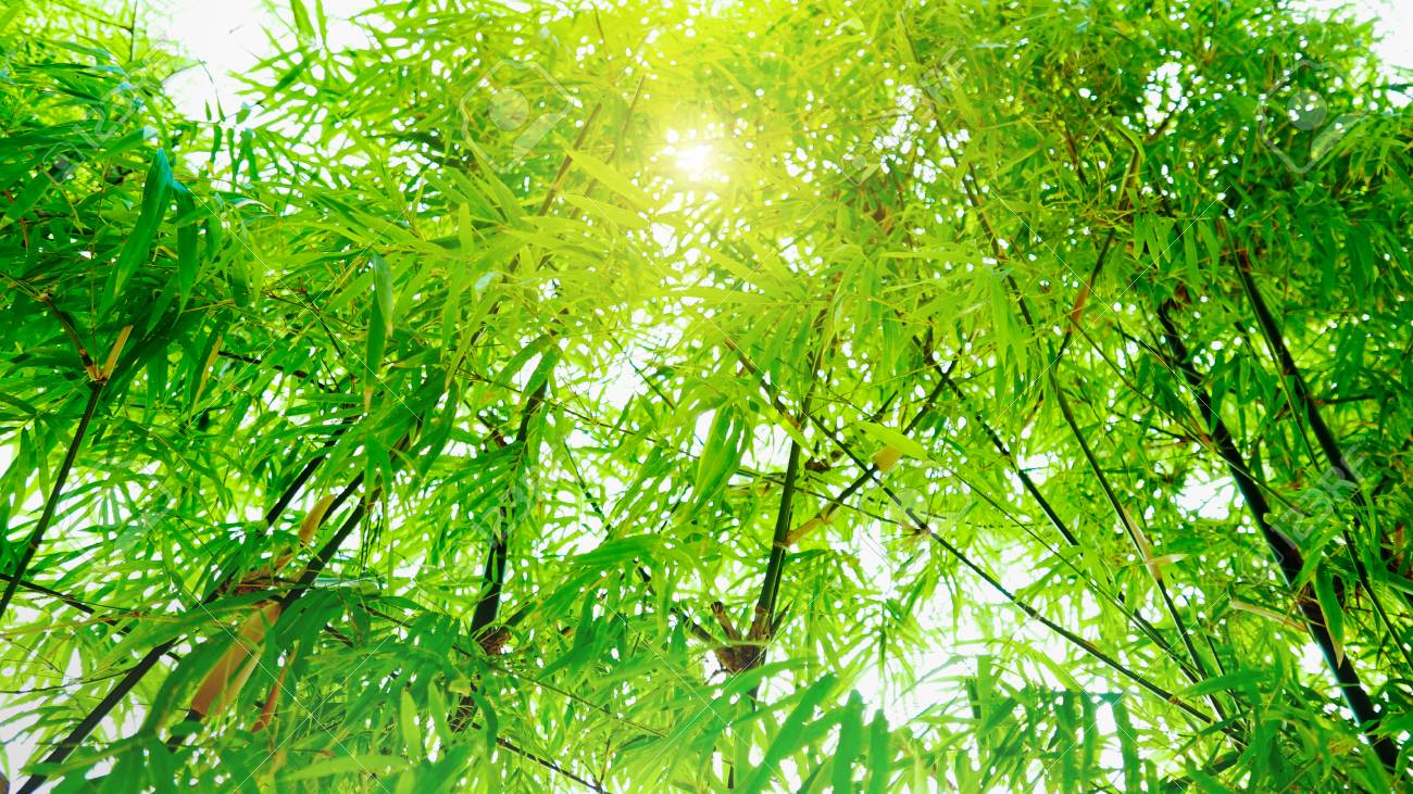 Soft Focus In Green Bamboo Leaves With Sunlight Effect Background.. Stock Photo, Picture And Royalty Free Image. Image 71811089.