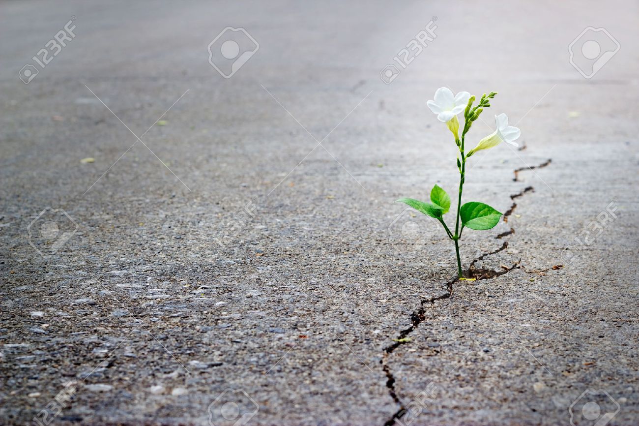 white flower growing on crack street, soft focus, blank text - 41537383 white flower growing on crack street, soft focus, blank text - 41537383