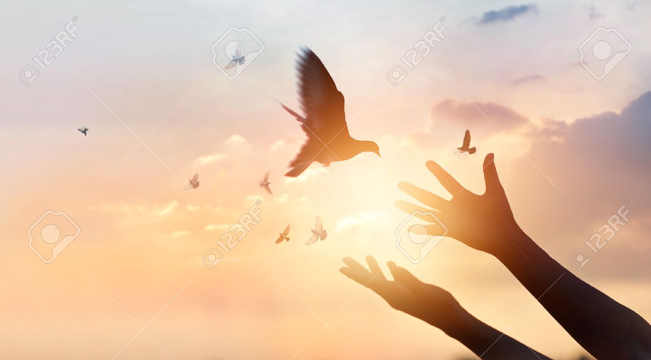 woman praying and free bird enjoying nature on sunset background