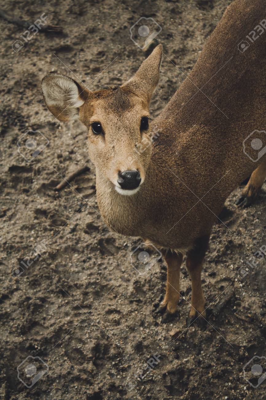 etiam-dictum-ipsum-a-felis