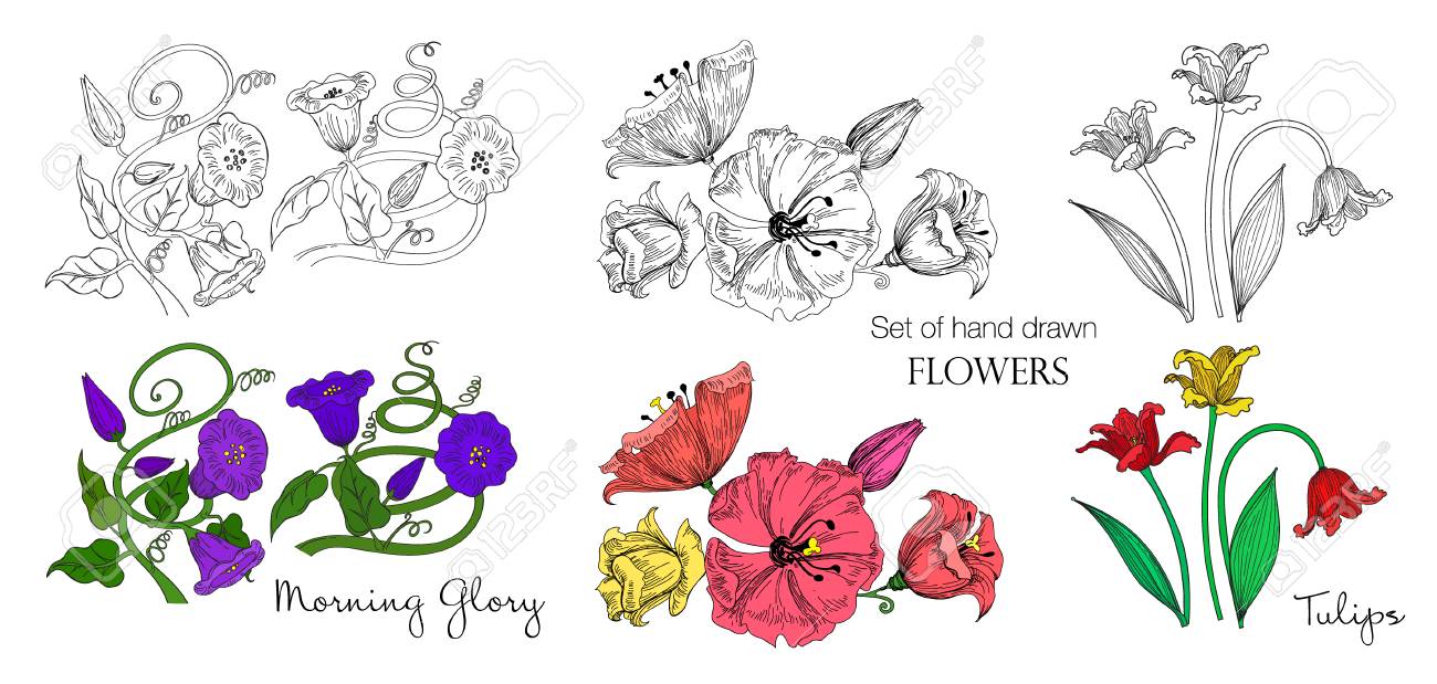 スケッチとカラフルなバージョンで手描きの花のセット チューリップ 朝顔 その他の美しい花 ベクトルのイラスト のイラスト素材 ベクタ Image
