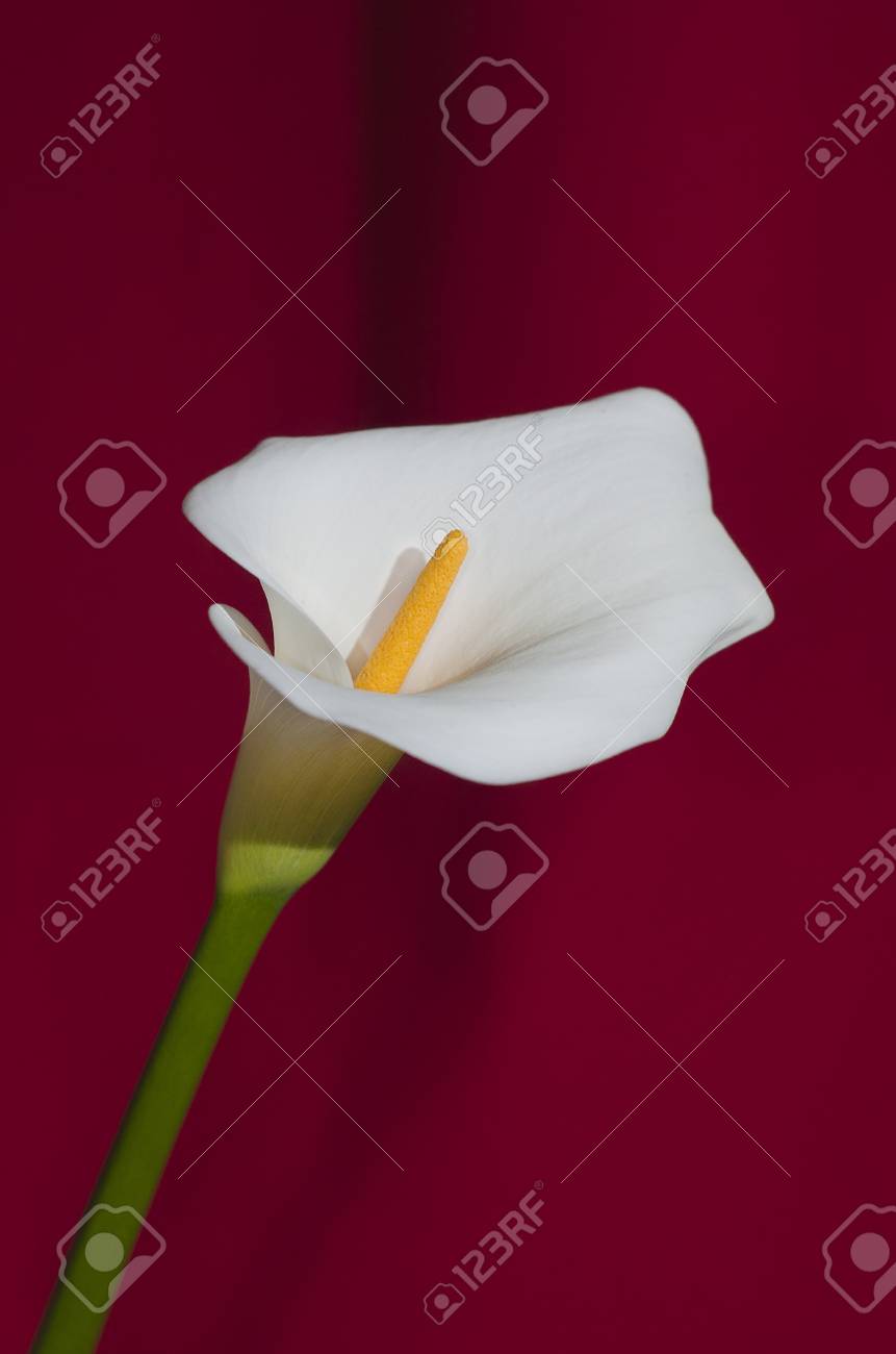 赤の背景に美しいカラーの花 の写真素材 画像素材 Image