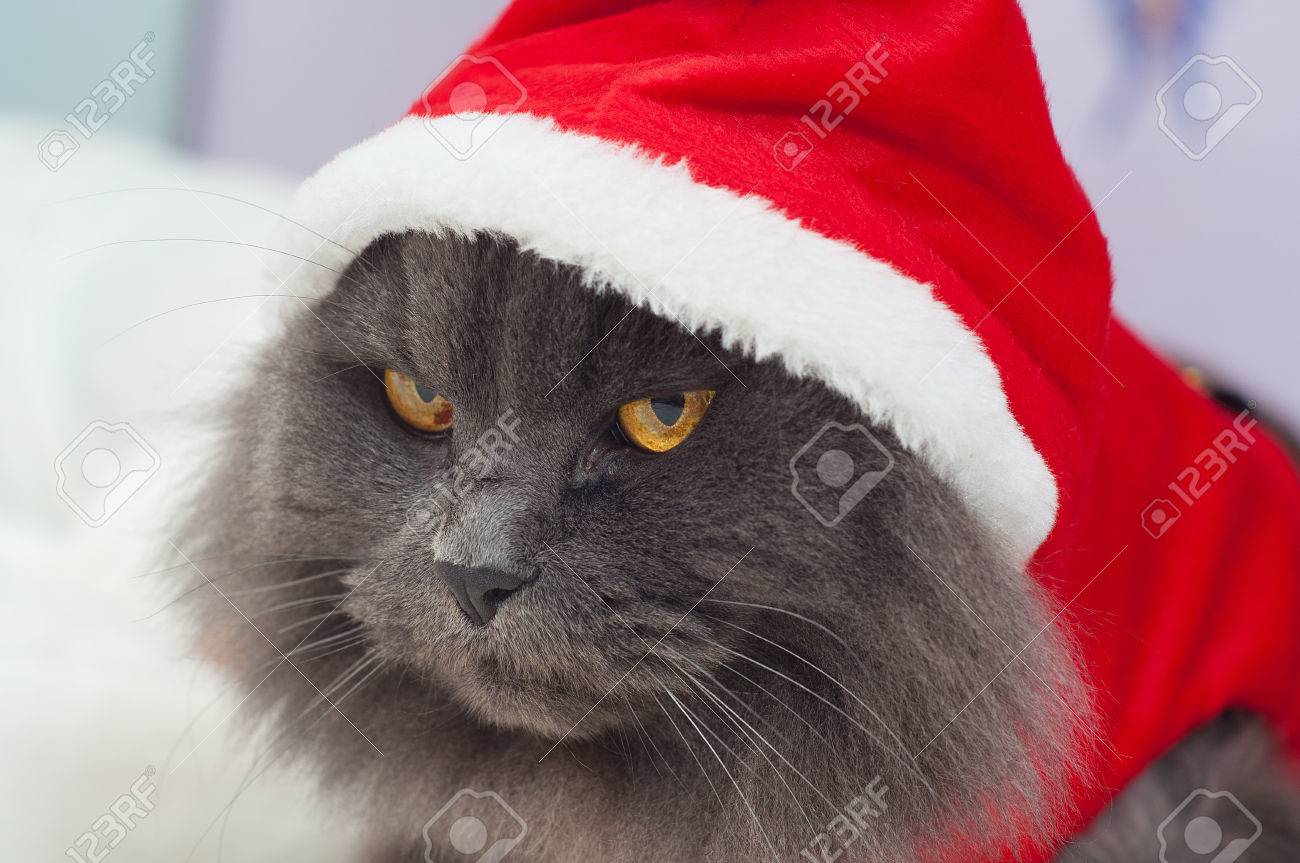 サンタ服 クリスマス服を持つ美しい灰色猫 の写真素材 画像素材 Image