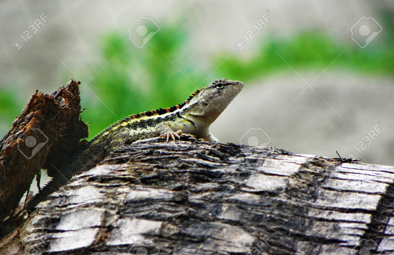 etiam-dictum-ipsum-a-felis