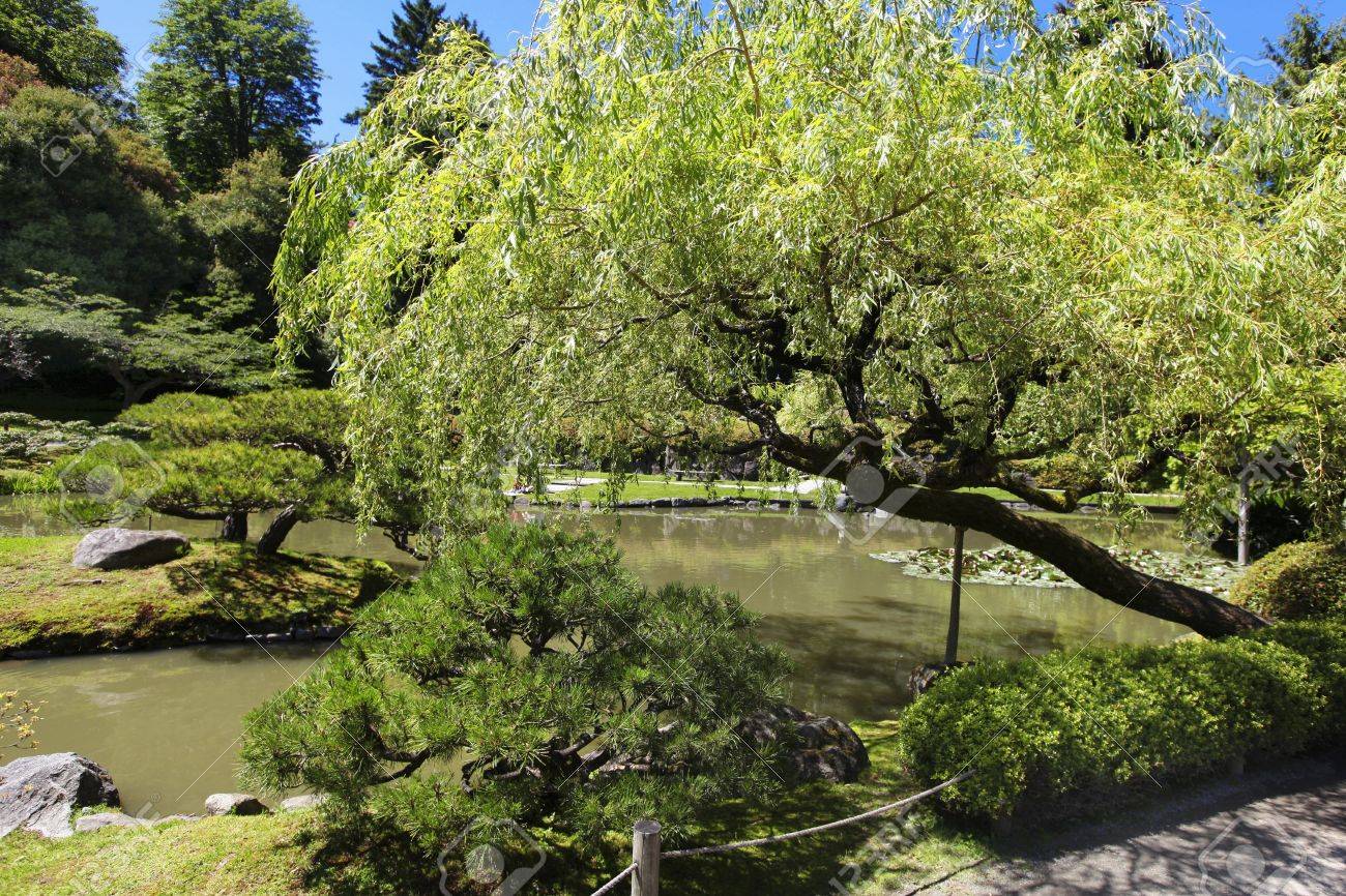 シアトル日本庭園 池としだれ柳の木 の写真素材 画像素材 Image シアトル日本庭園 池としだれ柳の木 の写真素材 画像素材 Image