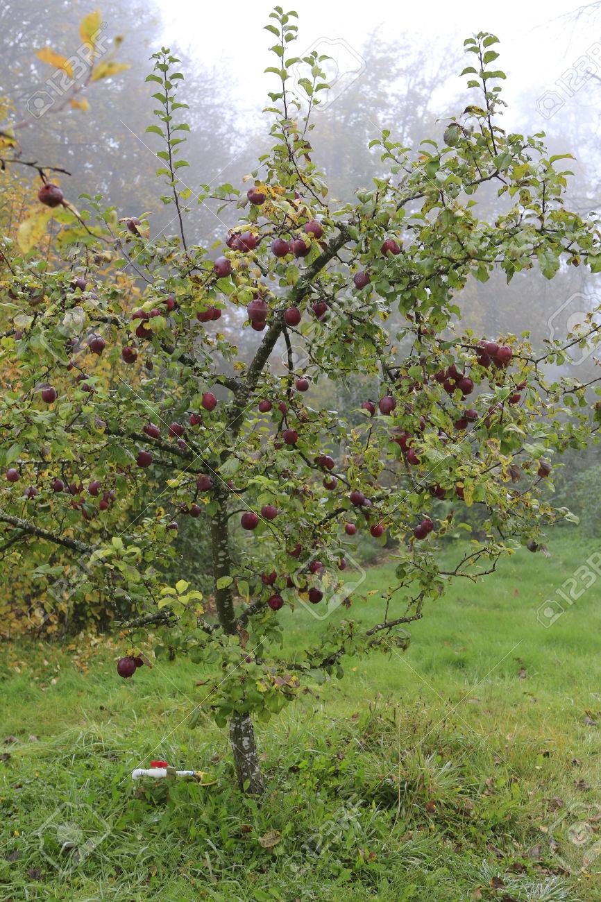 Kleine Apfelbaum Im Garten Mit Dusteren Reife Apfel Auf Sie Hangen Lizenzfreie Fotos Bilder Und Stock Fotografie Image 29782175