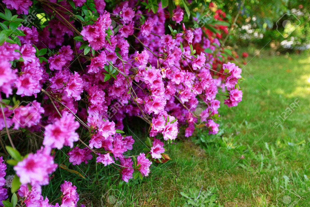 Bush Der Rosa Bluhenden Rhododentron Blumen Auf Haus Vorgarten Lizenzfreie Fotos Bilder Und Stock Fotografie Image 30091253