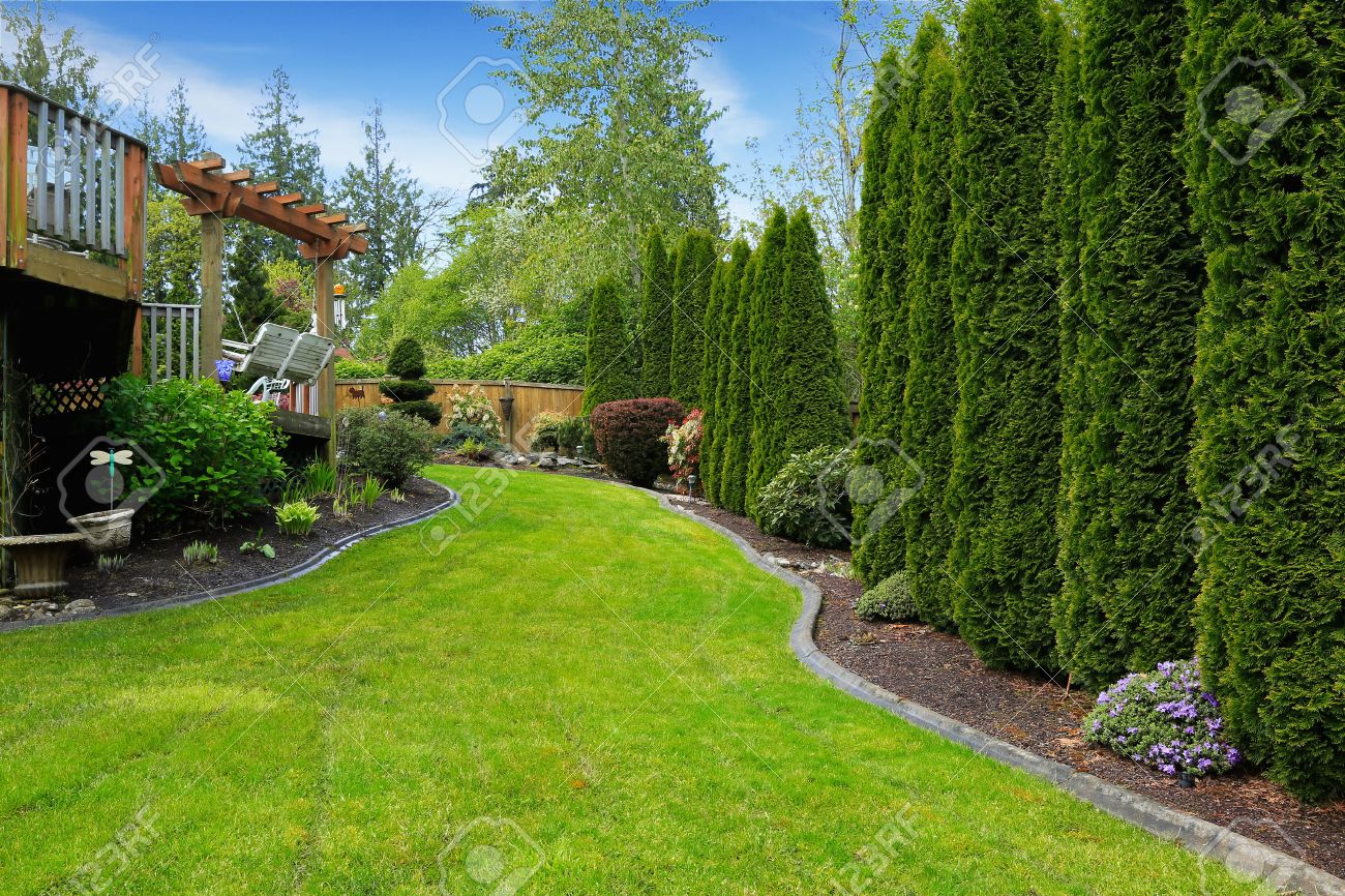 fenced backyard with landscape decorative trees alongside with fence and green lawn view of - Decorative Trees fenced backyard with landscape decorative trees alongside with fence and green lawn view of - Decorative Trees