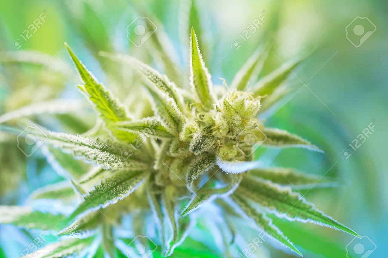 Bourgeons De Marijuana à Fleurs Avec Des Cristaux Macro (de Cannabis ... Bourgeons De Marijuana à Fleurs Avec Des Cristaux Macro (de Cannabis ...