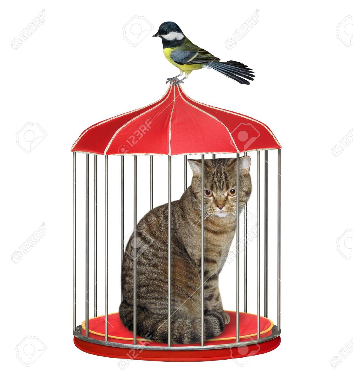 the beige cat is inside a red bird cage the yellow titmouse stock photo picture and royalty free image image 139762592