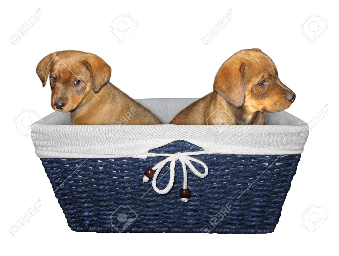 square wicker dog basket