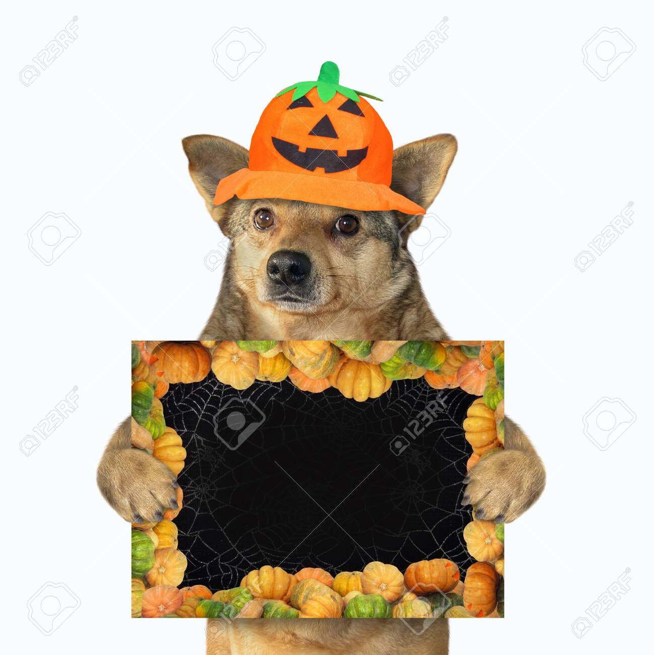 dog pumpkin hat