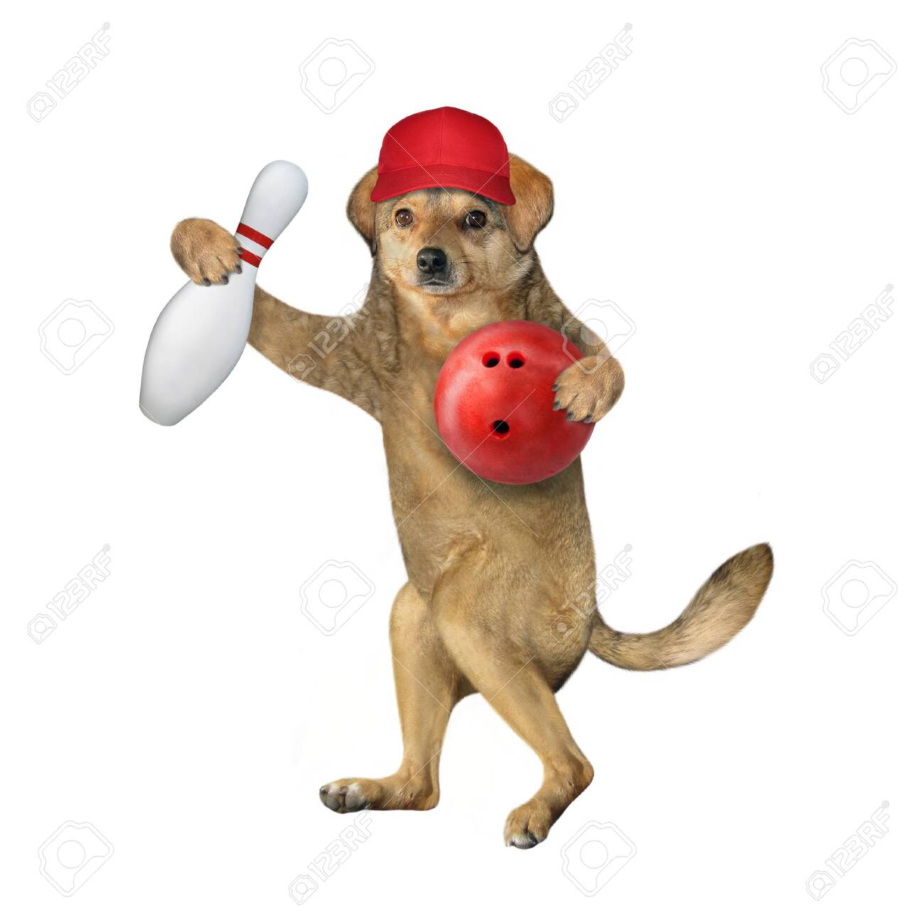 dog bowling ball