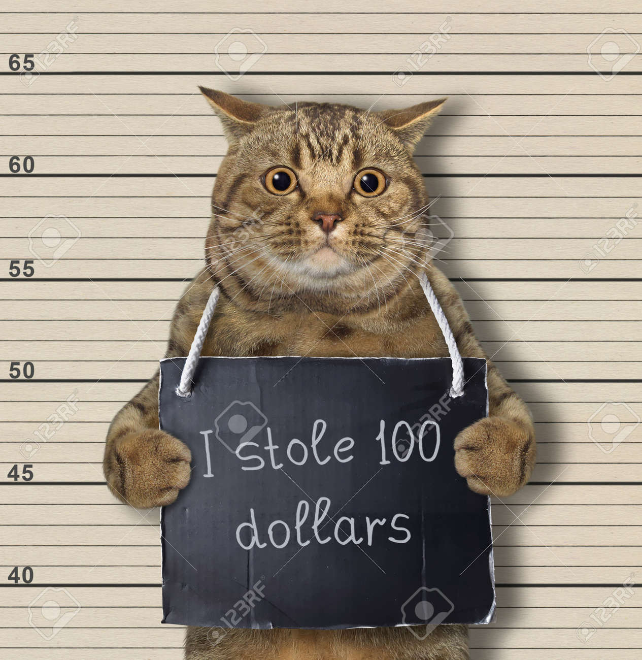베이지색 큰 눈 고양이가 체포되었습니다. 목에는 내가 100달러를 훔쳤다는 표지판이 있습니다. 경찰 라인업 배경. 로열티 무료 사진,  그림, 이미지 그리고 스톡포토그래피. Image 157981968