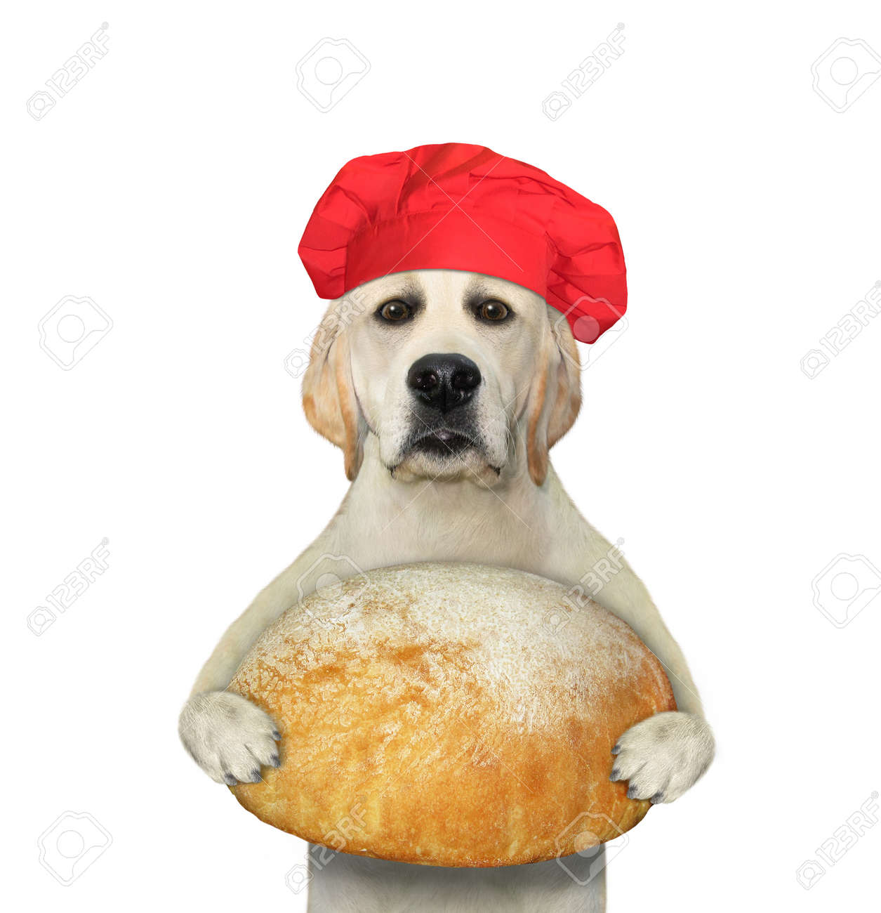 dog chef hat