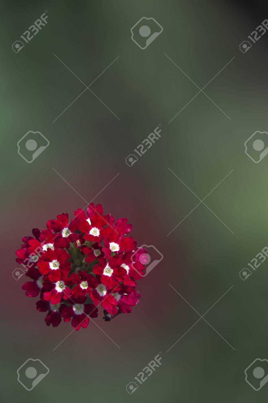 verbena burgundy colored flowers on a green background stock photo