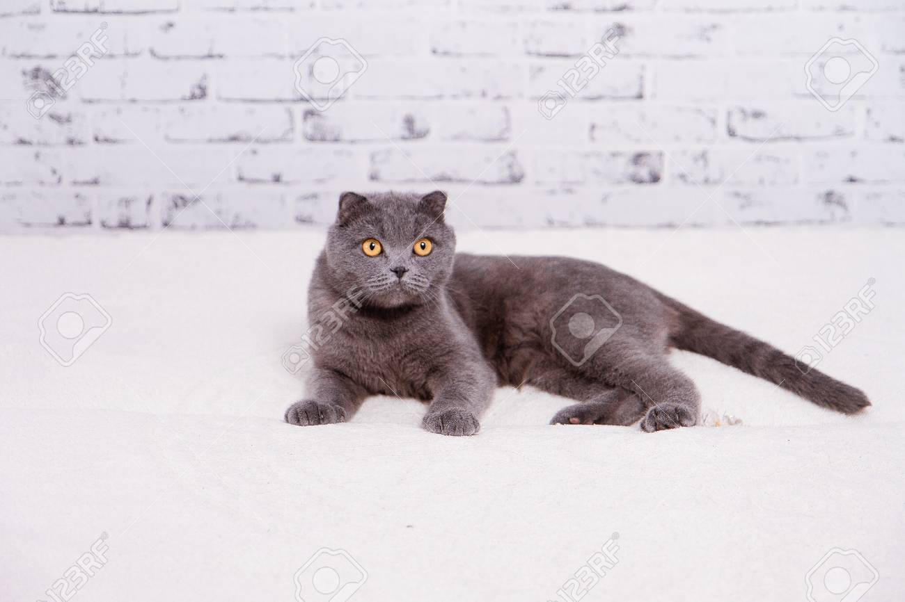 Portrait Grey Cat Breed Of Scottish Fold Lop Eared Stock Photo