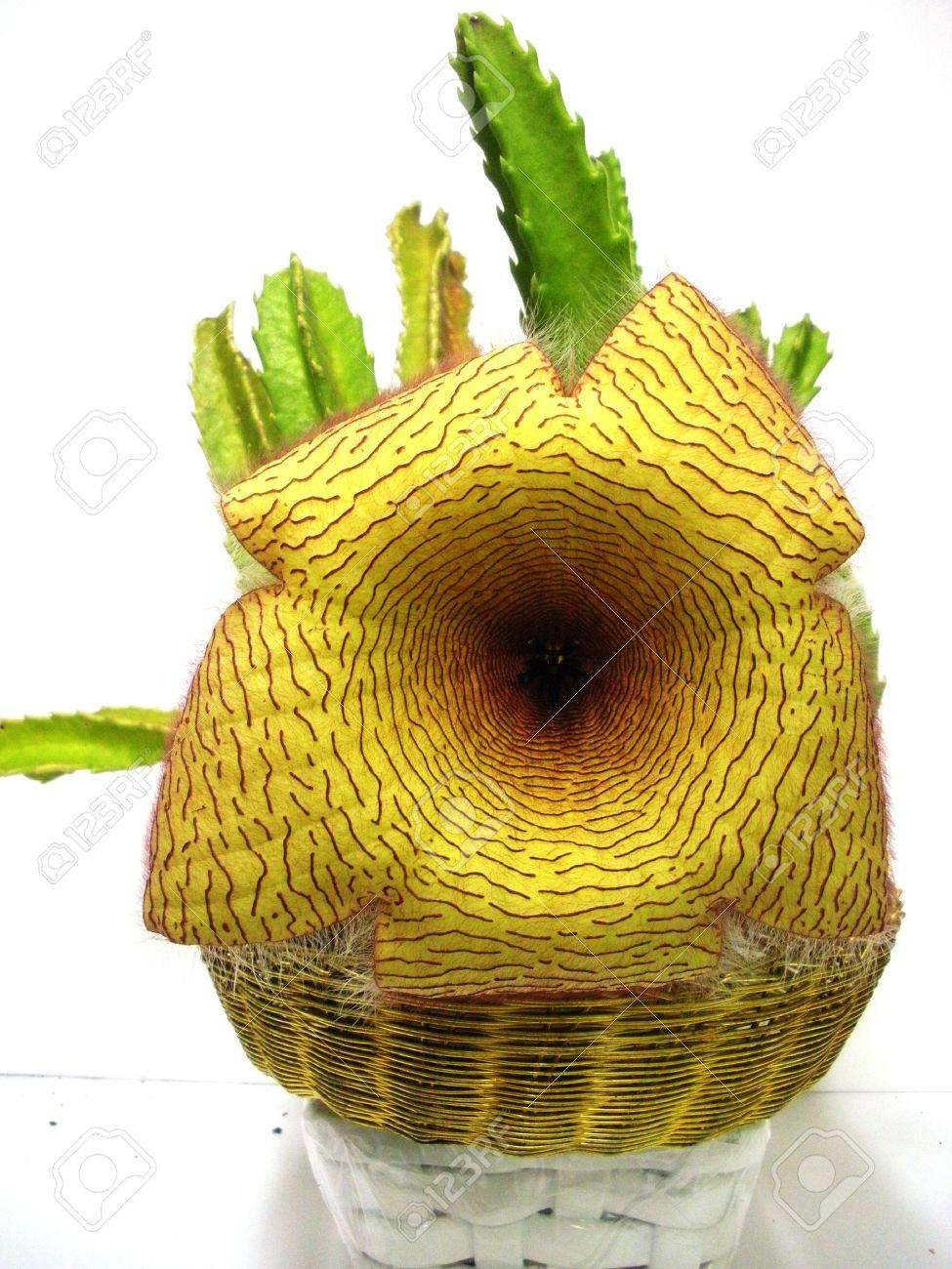 etiam-dictum-ipsum-a-felis