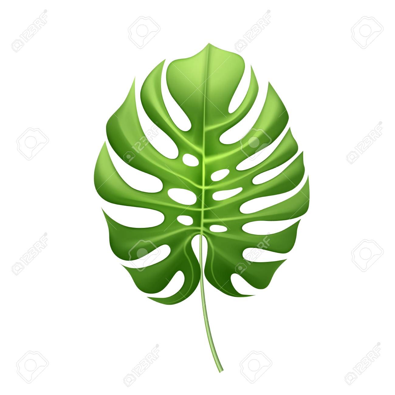 realistic-tropical-leaves-pattern-template-vector-3d-jungle-forest-exotic-monstera-banana-palm-leaf-floral-plant-paradise-illustration-isolated-white-background-beach-pool-party-vacation-travelling-royalty-free-svg-cliparts-vectors-and