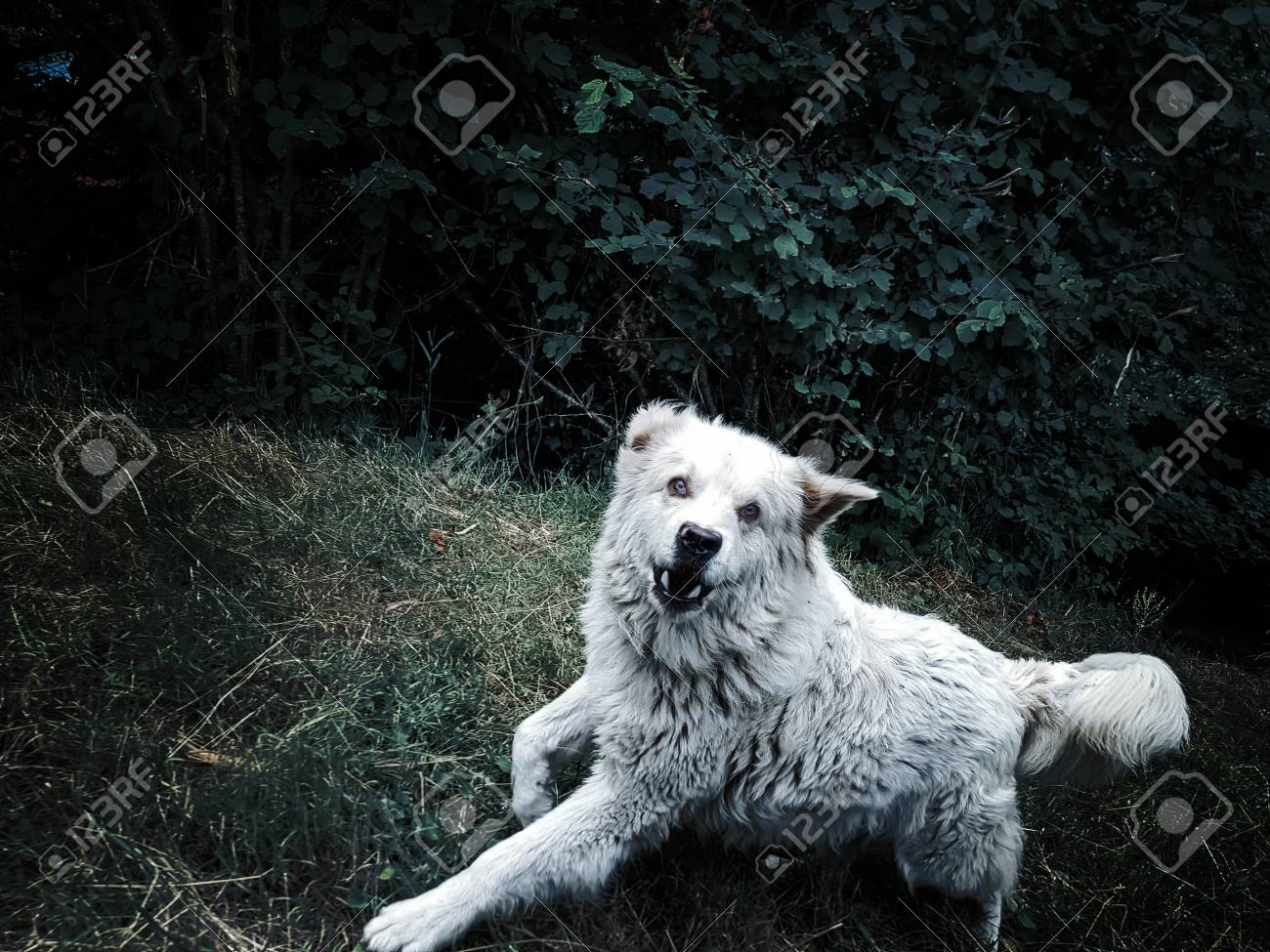 how old would a 14 year old dog be in human years